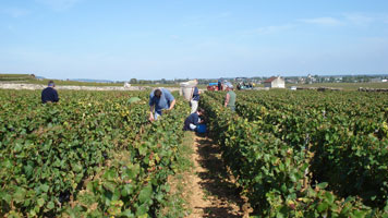 Vendanges 2008